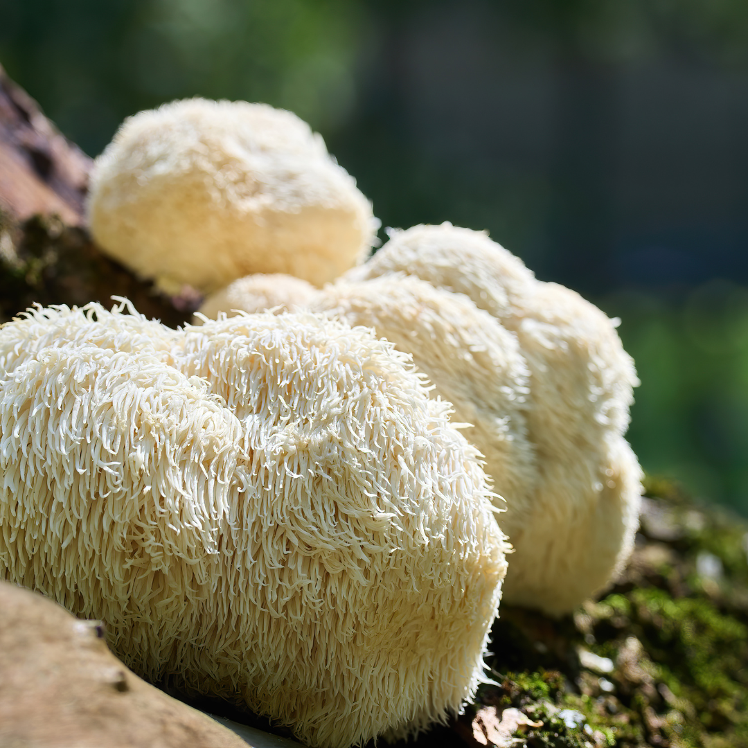 Lion’s Mane icon – brain booster