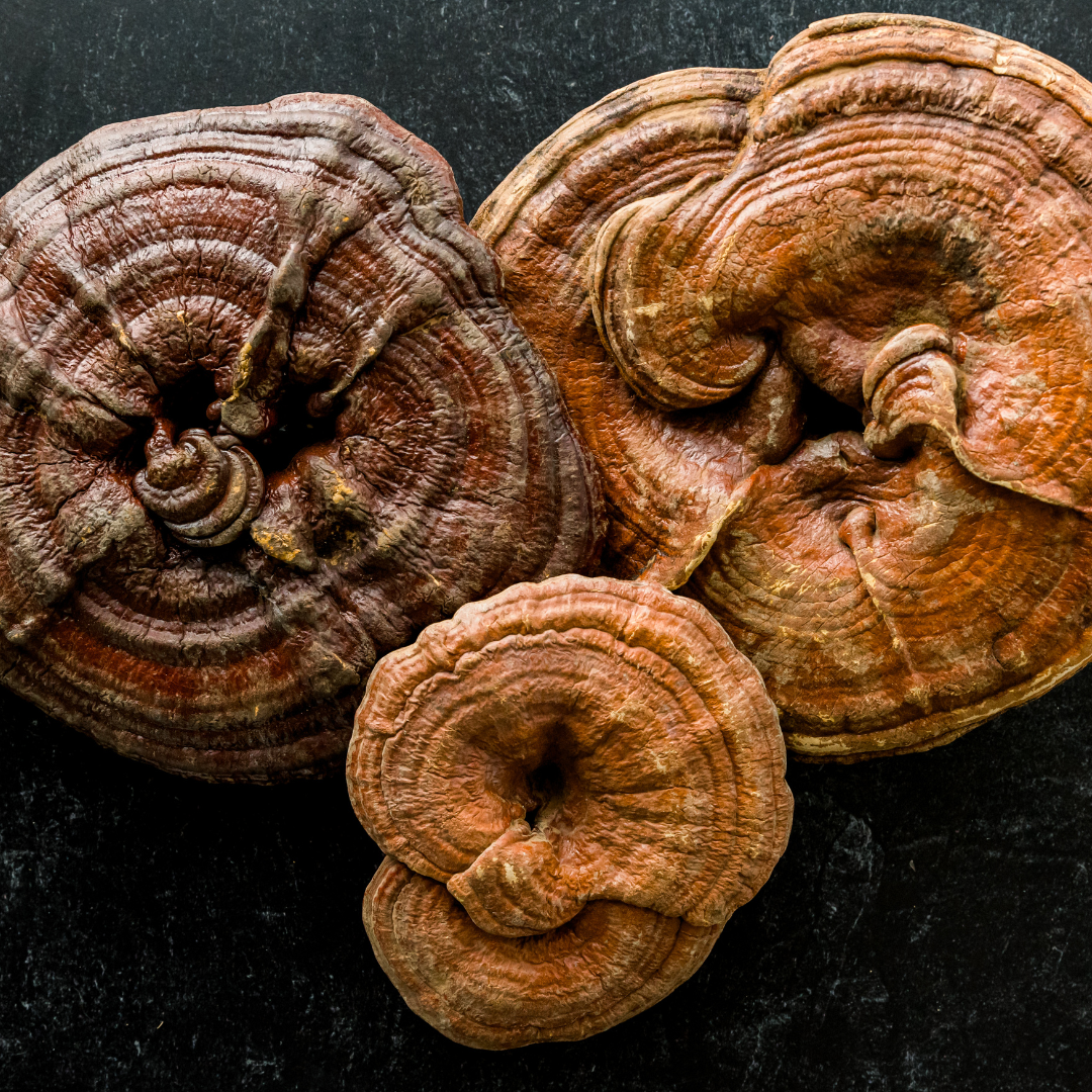 Ganoderma Reishi icon – immune-boosting mushroom